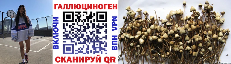 omg ТОР  Мелеуз  Псилоцибиновые грибы Psilocybe  сколько стоит 